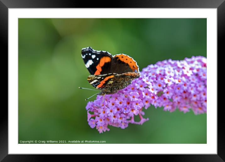 Red Admiral on Buddleia plant Framed Mounted Print by Craig Williams
