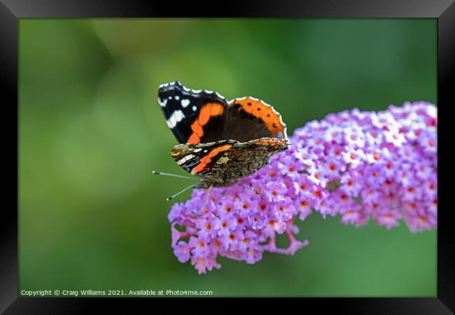 Red Admiral on Buddleia plant Framed Print by Craig Williams
