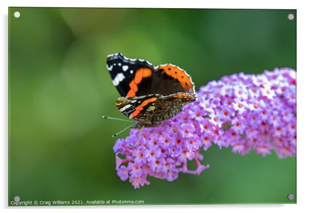 Red Admiral on Buddleia plant Acrylic by Craig Williams