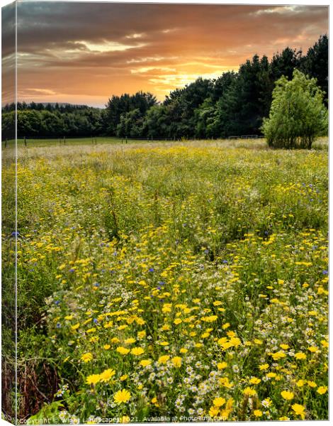 Wild Flower Meadow Sunset Canvas Print by Wight Landscapes