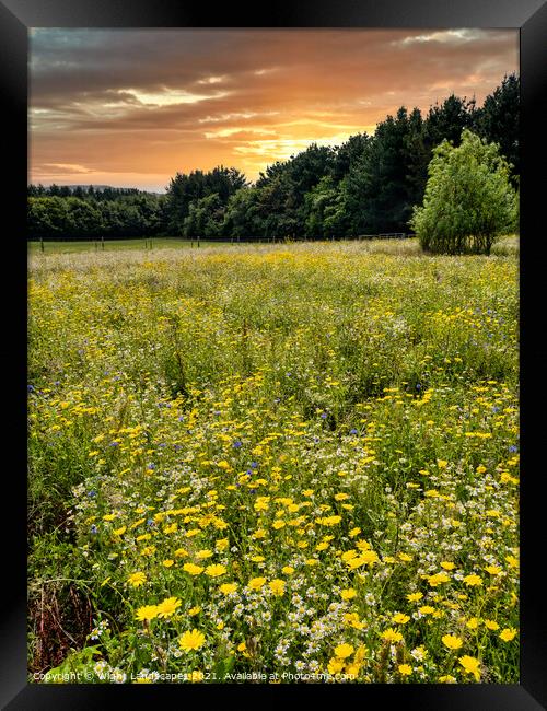 Wild Flower Meadow Sunset Framed Print by Wight Landscapes