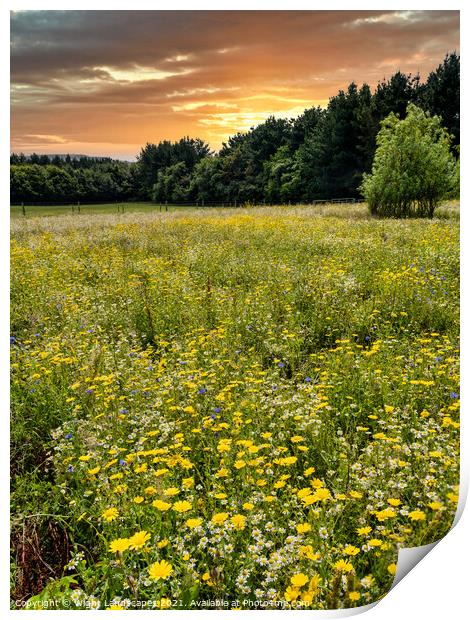 Wild Flower Meadow Sunset Print by Wight Landscapes