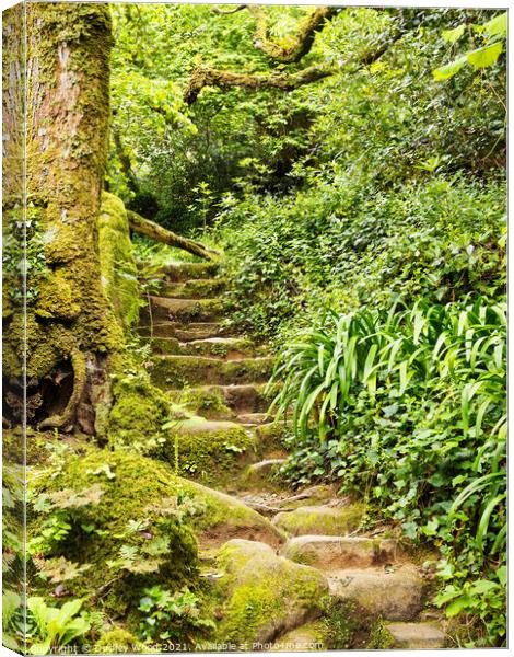 Enchanted Woodland Path Canvas Print by Dudley Wood