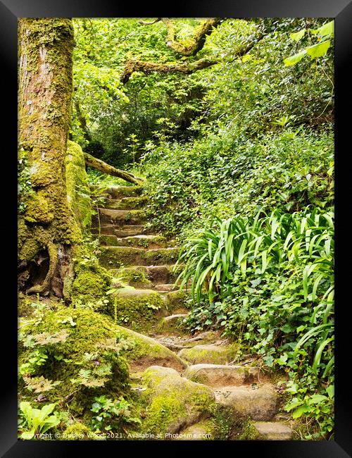Enchanted Woodland Path Framed Print by Dudley Wood