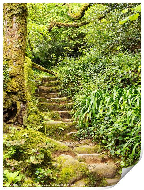 Enchanted Woodland Path Print by Dudley Wood