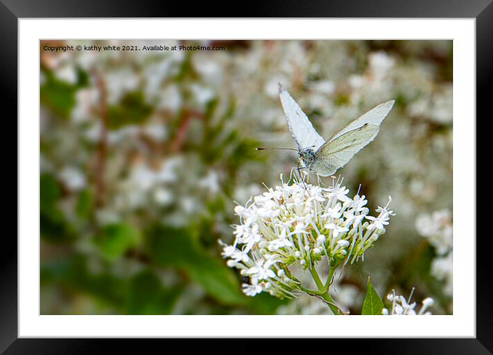 Small White butterfly Framed Mounted Print by kathy white