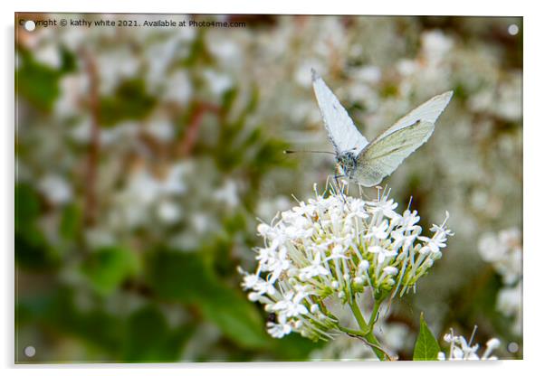 Small White butterfly Acrylic by kathy white