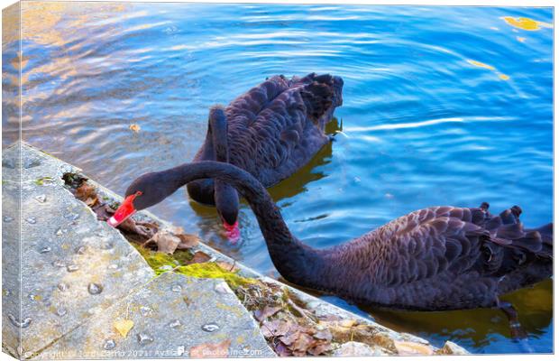 Two black swans eating in lake - Glamor Edition  Canvas Print by Jordi Carrio