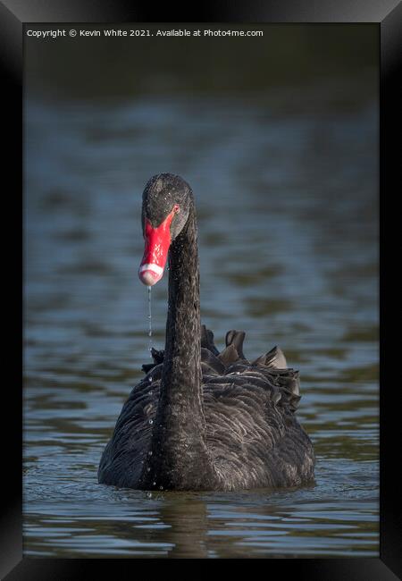 Black Swan Framed Print by Kevin White