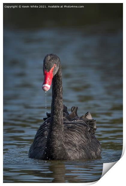 Black Swan Print by Kevin White