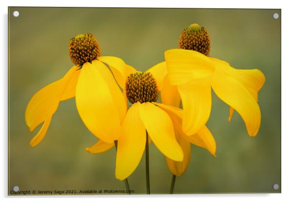 Vibrant Sunshine Blooms Acrylic by Jeremy Sage