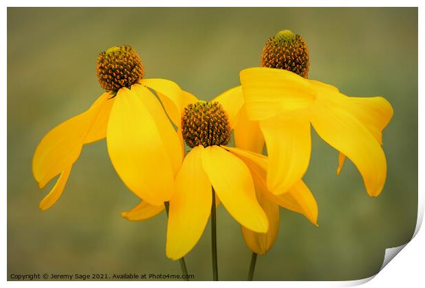 Vibrant Sunshine Blooms Print by Jeremy Sage