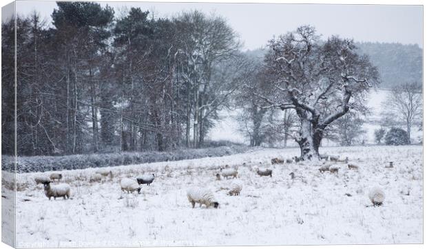 Sheep in winter snow Canvas Print by Keith Bowser
