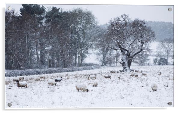 Sheep in winter snow Acrylic by Keith Bowser