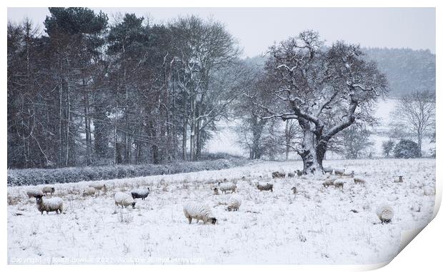 Sheep in winter snow Print by Keith Bowser