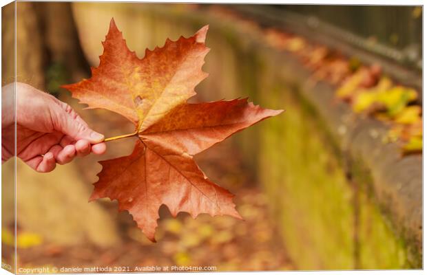 a leaf of a tree with the typical color of autumn Canvas Print by daniele mattioda
