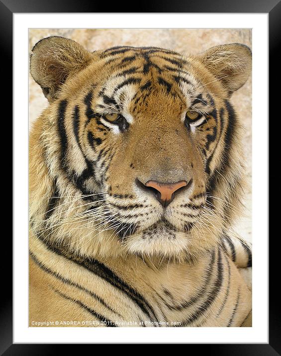 MAJESTIC TIGER Framed Mounted Print by ANDREA GREEN