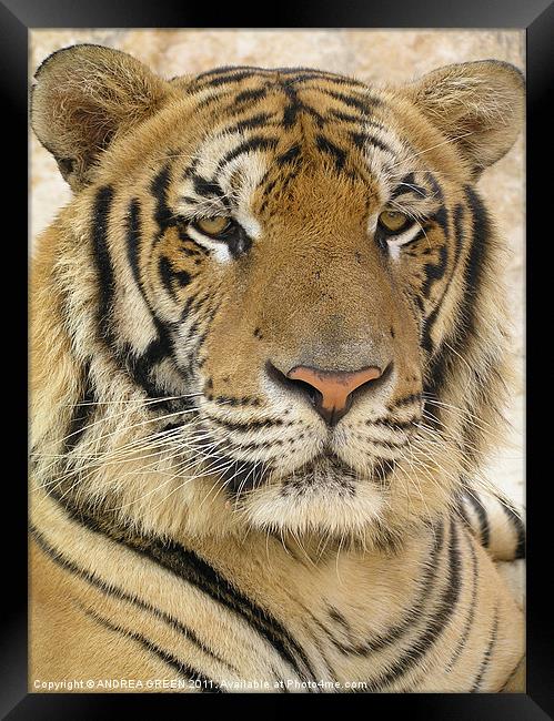 MAJESTIC TIGER Framed Print by ANDREA GREEN