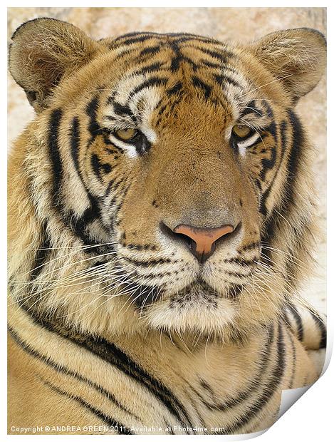 MAJESTIC TIGER Print by ANDREA GREEN