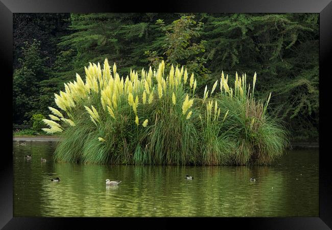pampas grass Framed Print by kathy white