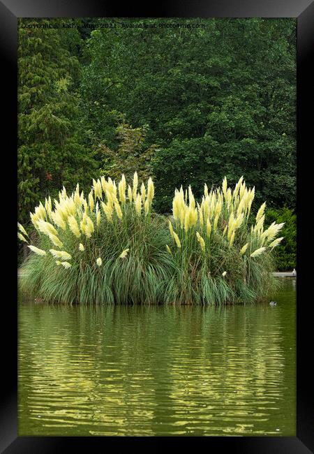 pampas grass Framed Print by kathy white