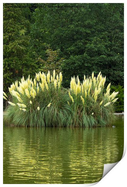 pampas grass Print by kathy white