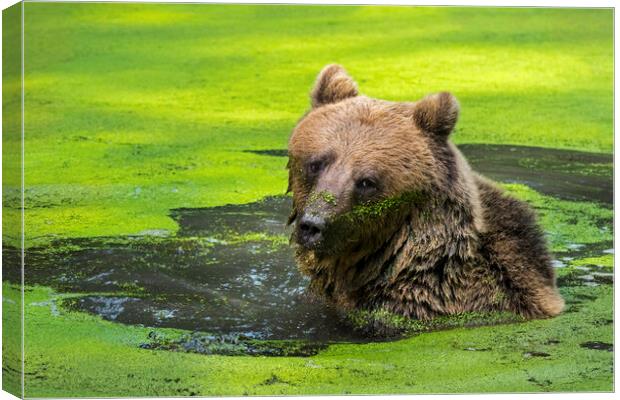Brown Bear in Pond Canvas Print by Arterra 