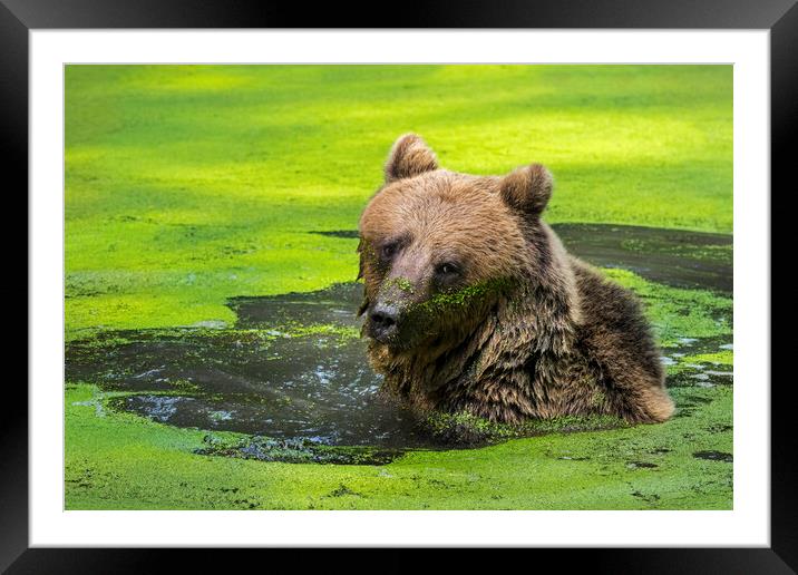 Brown Bear in Pond Framed Mounted Print by Arterra 