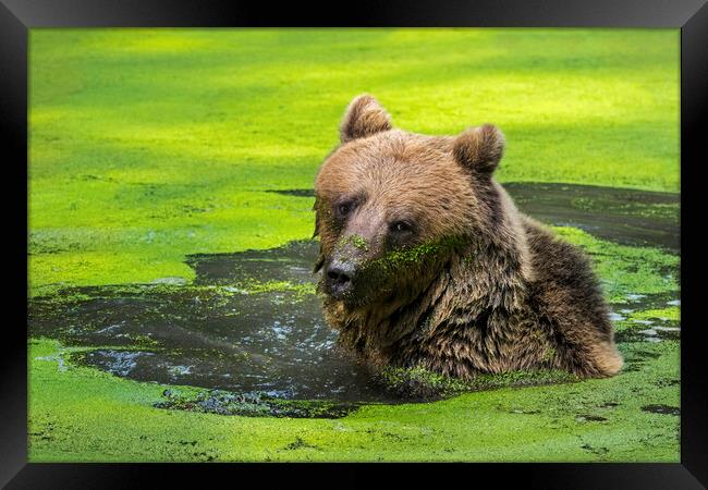 Brown Bear in Pond Framed Print by Arterra 
