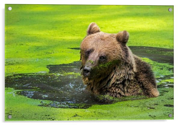 Brown Bear in Pond Acrylic by Arterra 