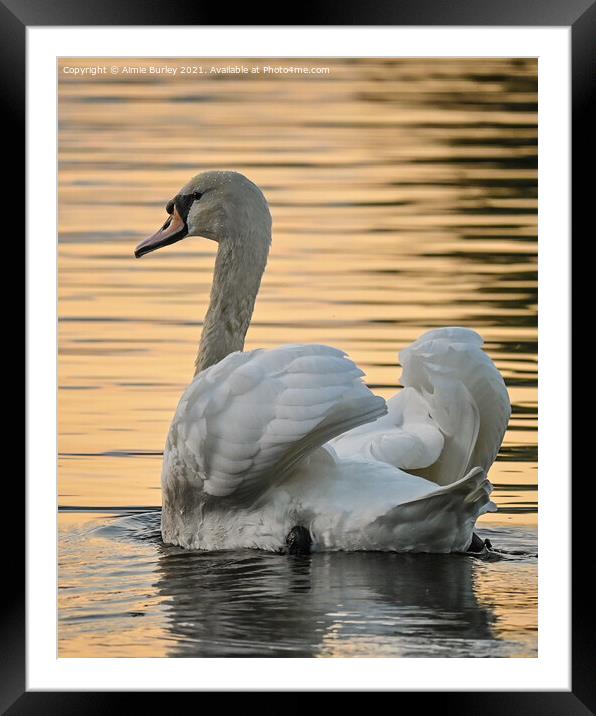 Swan at sunset portrait Framed Mounted Print by Aimie Burley