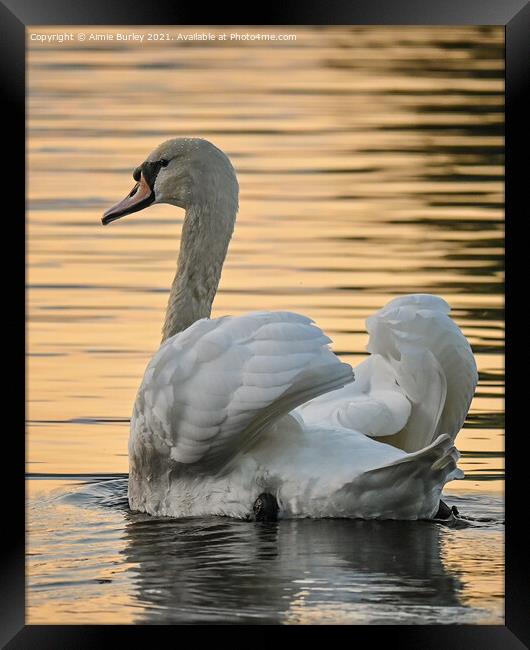 Swan at sunset portrait Framed Print by Aimie Burley