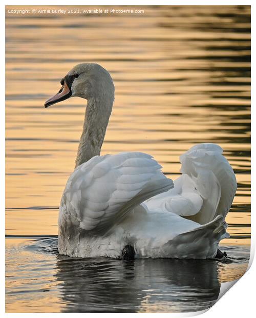 Swan at sunset portrait Print by Aimie Burley