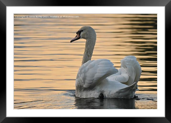 Swan at sunset landscape Framed Mounted Print by Aimie Burley
