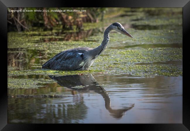 Fish or my reflection Framed Print by Kevin White