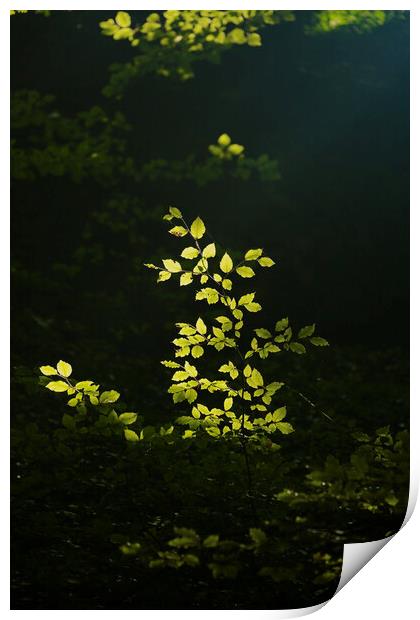 sunlit leaves Print by Simon Johnson
