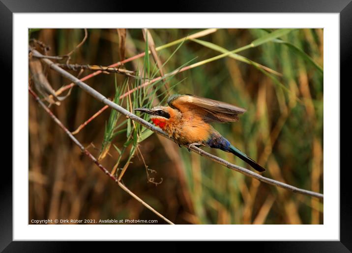 White-fronted Bee-eater (Merops bullockoides) Framed Mounted Print by Dirk Rüter