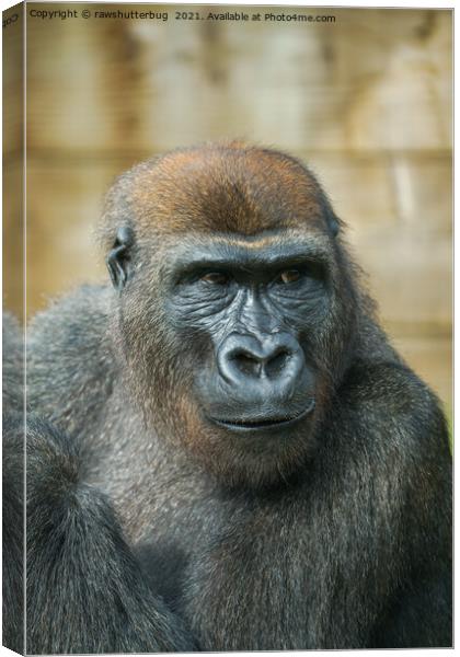 Gorilla Close-Up Canvas Print by rawshutterbug 