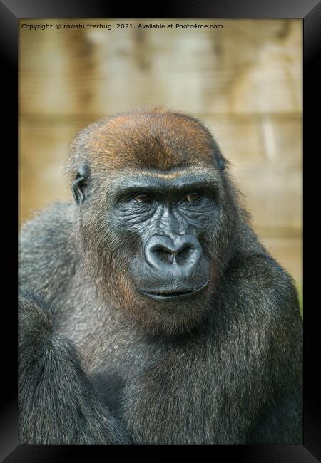 Gorilla Close-Up Framed Print by rawshutterbug 