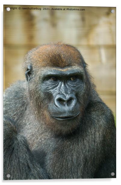 Gorilla Close-Up Acrylic by rawshutterbug 