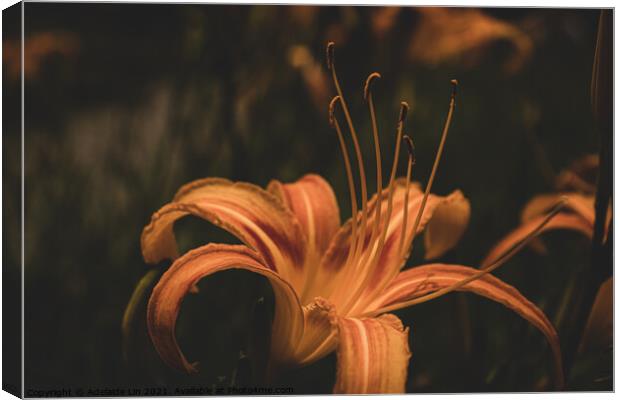 Mysterious Daylily Canvas Print by Adelaide Lin