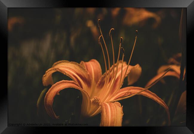 Mysterious Daylily Framed Print by Adelaide Lin