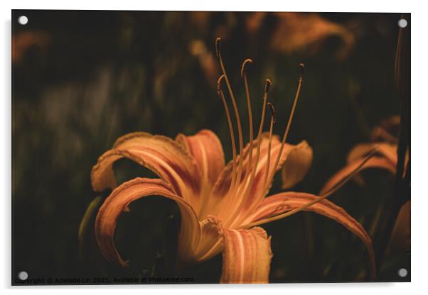 Mysterious Daylily Acrylic by Adelaide Lin