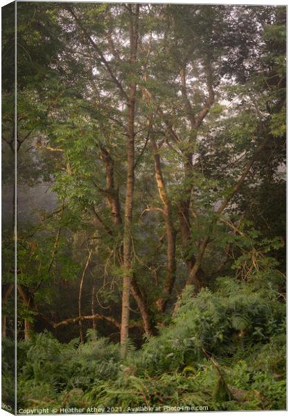 First light in a misty woodland Canvas Print by Heather Athey