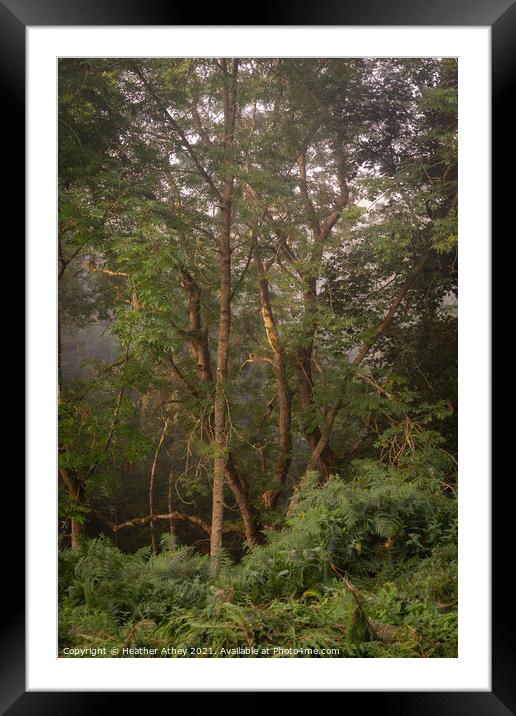 First light in a misty woodland Framed Mounted Print by Heather Athey