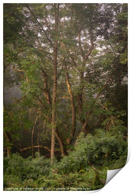 First light in a misty woodland Print by Heather Athey