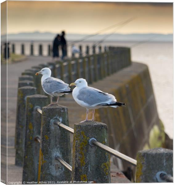 Gulls at Silloth Canvas Print by Heather Athey