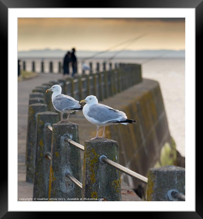 Gulls at Silloth Framed Mounted Print by Heather Athey