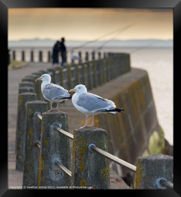 Gulls at Silloth Framed Print by Heather Athey