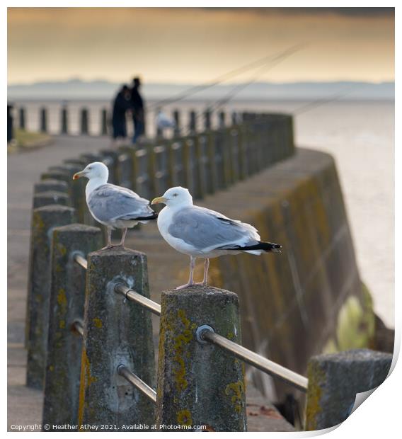 Gulls at Silloth Print by Heather Athey